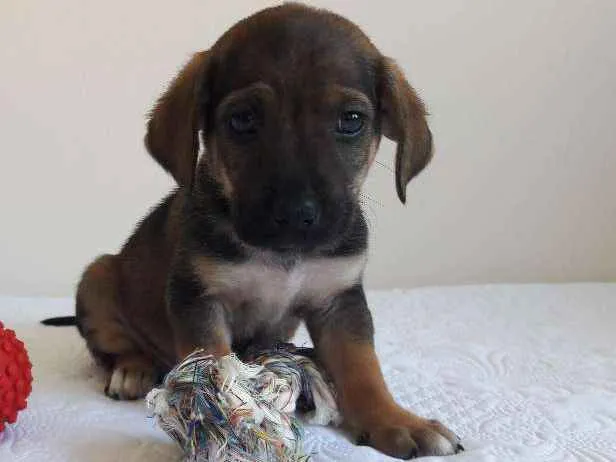 Cachorro ra a sem raça definida idade 2 a 6 meses nome Toco