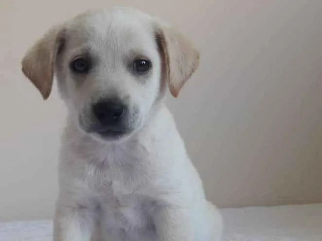 Cachorro ra a sem raça definida idade 2 a 6 meses nome Leco