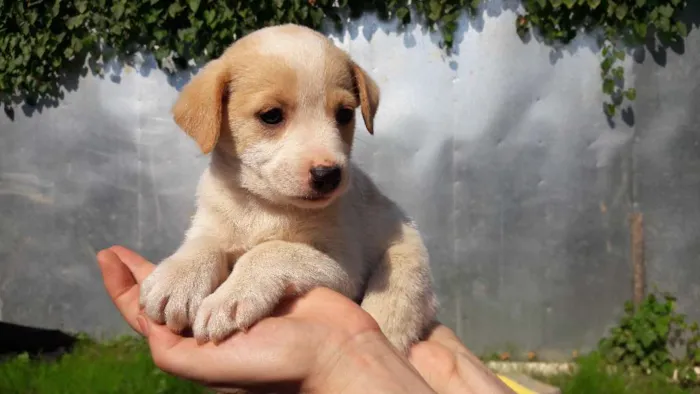 Cachorro ra a sem raça definida idade 2 a 6 meses nome Cuca