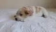 Cuca