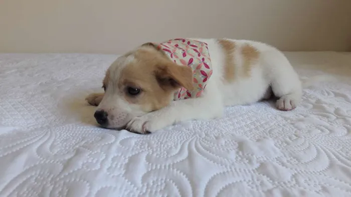 Cachorro ra a sem raça definida idade 2 a 6 meses nome Cuca