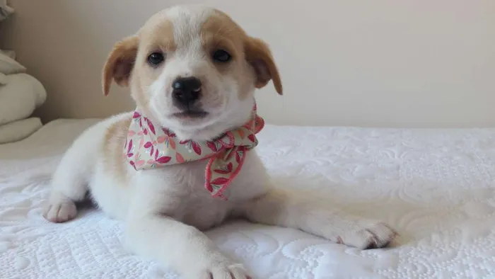 Cachorro ra a sem raça definida idade 2 a 6 meses nome Cuca