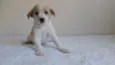 Cuca