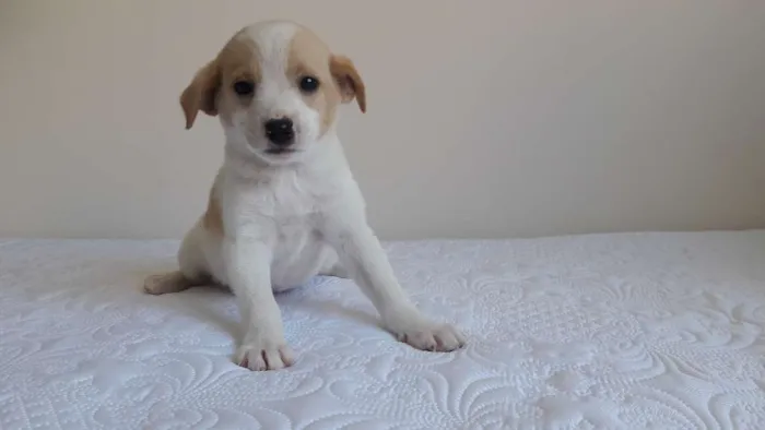 Cachorro ra a sem raça definida idade 2 a 6 meses nome Cuca