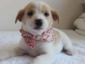 Cachorro raça sem raça definida idade 2 a 6 meses nome Cuca