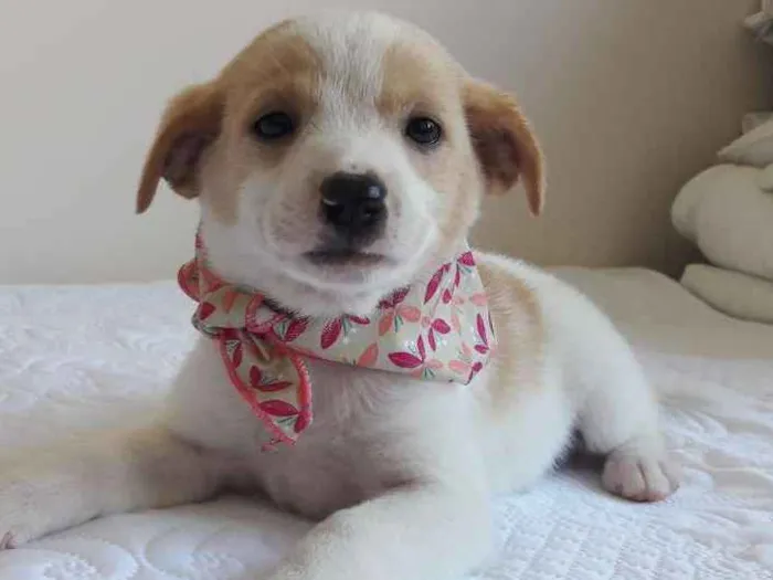 Cachorro ra a sem raça definida idade 2 a 6 meses nome Cuca