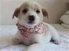Cachorro raça sem raça definida idade 2 a 6 meses nome Cuca