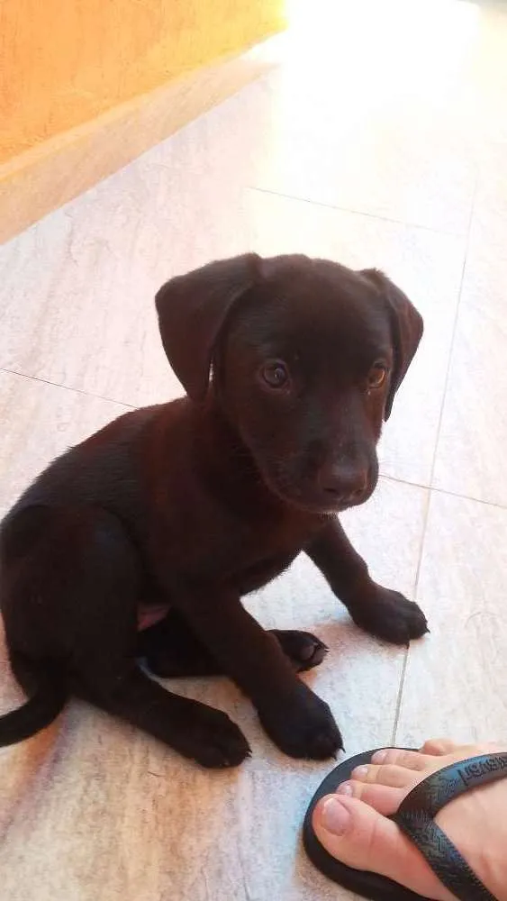 Cachorro ra a Virá lata idade Abaixo de 2 meses nome Sem nome