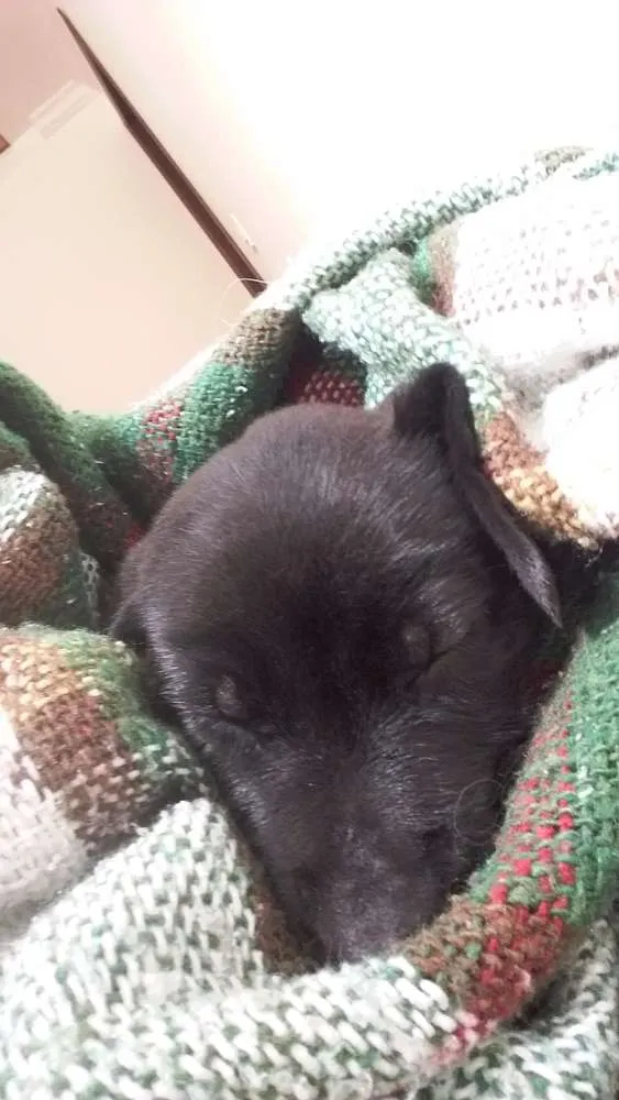Cachorro ra a Virá lata idade Abaixo de 2 meses nome Sem nome