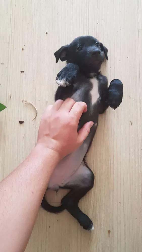 Cachorro ra a Srd idade 2 a 6 meses nome Bereta