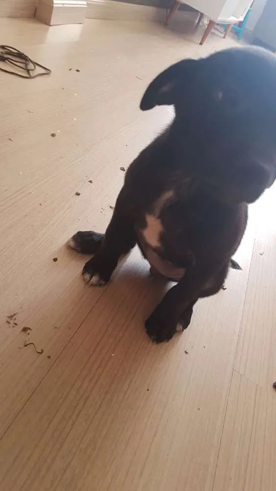 Cachorro ra a Srd idade 2 a 6 meses nome Bereta