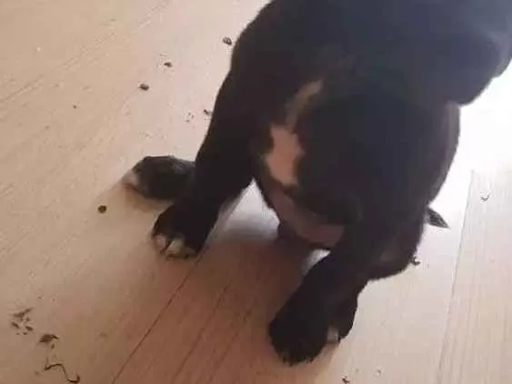Cachorro ra a Srd idade 2 a 6 meses nome Bereta