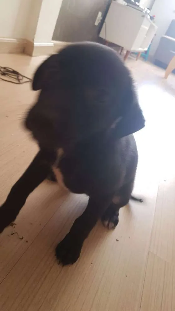 Cachorro ra a Srd idade 2 a 6 meses nome Bereta