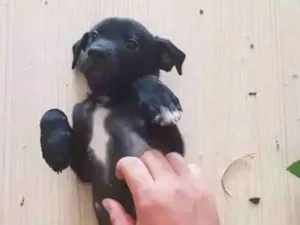 Cachorro raça Srd idade 2 a 6 meses nome Bereta