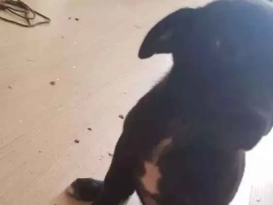 Cachorro ra a Srd idade 2 a 6 meses nome Bereta