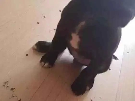 Cachorro ra a Srd idade 2 a 6 meses nome Bereta