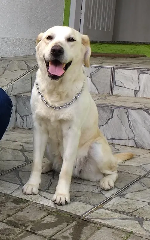 Cachorro ra a Labrador idade 6 ou mais anos nome Kiara
