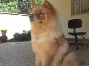 Cachorro raça Chow Chow idade 3 anos nome Lion