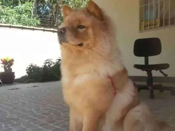 Cachorro ra a Chow Chow idade 3 anos nome Lion