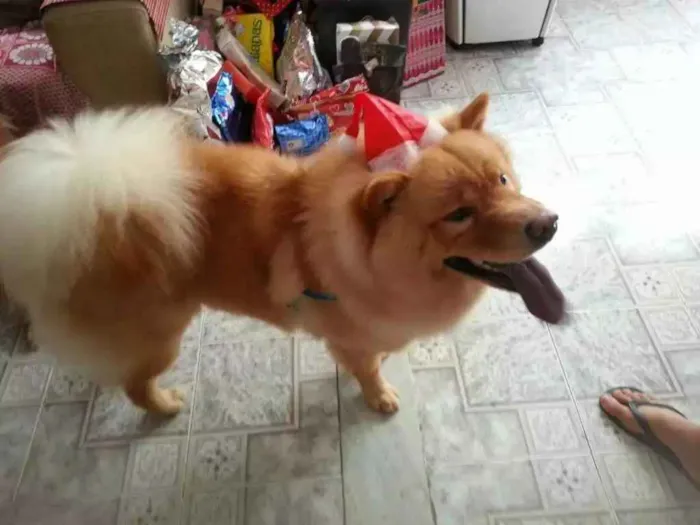 Cachorro ra a Chow Chow idade 3 anos nome Lion