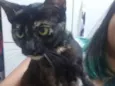 Gato raça Srd idade 7 a 11 meses nome Gatinha abandonada
