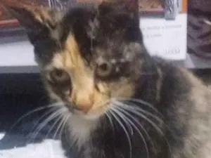 Gato raça Srd idade 7 a 11 meses nome Gatinha abandonada