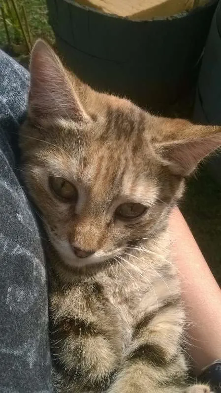 Gato ra a  idade 7 a 11 meses nome Sem Nome