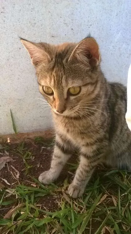 Gato ra a  idade 7 a 11 meses nome Sem Nome
