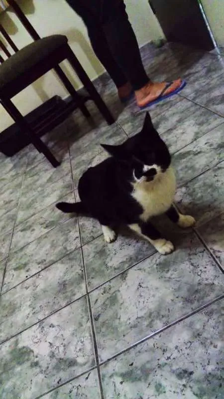 Gato ra a srd idade 1 ano nome Carmen