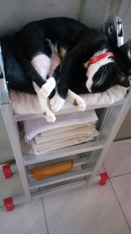 Gato ra a srd idade 1 ano nome Carmen