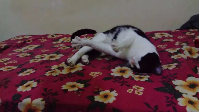 Gato ra a srd idade 1 ano nome Carmen