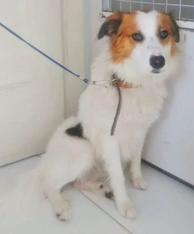 Cachorro ra a SRD idade 1 ano nome SPIKE