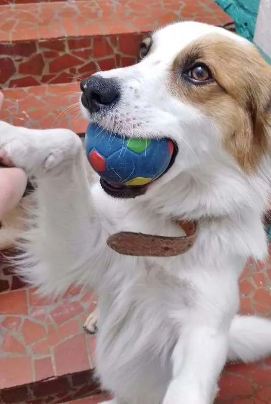 Cachorro ra a SRD idade 1 ano nome SPIKE