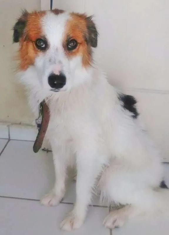 Cachorro ra a SRD idade 1 ano nome SPIKE