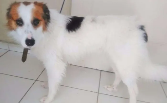 Cachorro ra a SRD idade 1 ano nome SPIKE