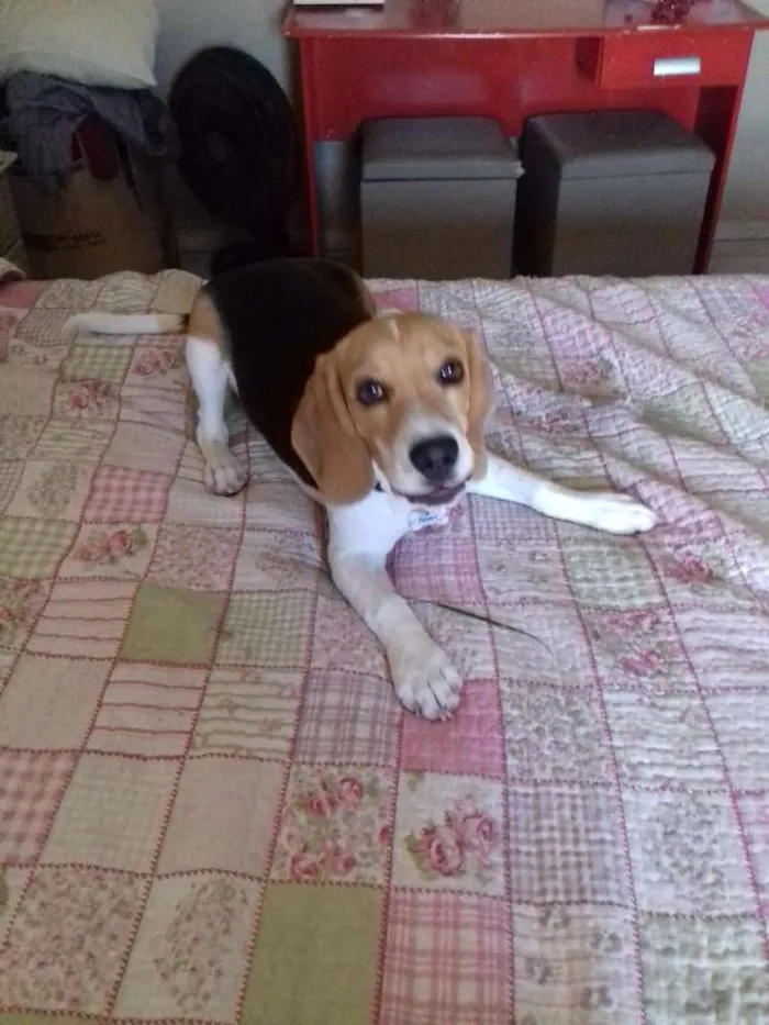 Cachorro ra a  idade 7 a 11 meses nome Teddy