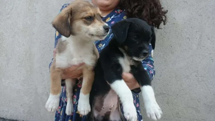 Cachorro ra a lhaza c/ Dachshund idade 2 a 6 meses nome sem nome