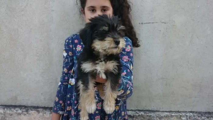 Cachorro ra a lhaza c/ Dachshund idade 2 a 6 meses nome sem nome
