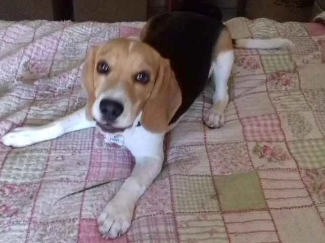 Cachorro ra a  idade 7 a 11 meses nome Teddy
