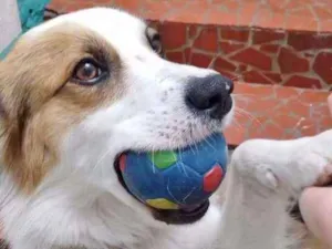 Cachorro raça SRD idade 1 ano nome SPIKE