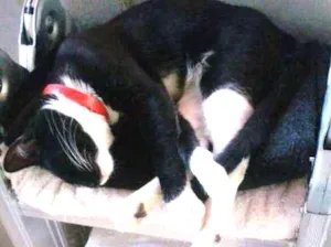 Gato raça srd idade 1 ano nome Carmen