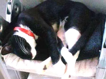 Gato ra a srd idade 1 ano nome Carmen
