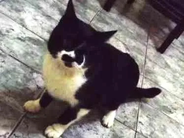 Gato ra a srd idade 1 ano nome Carmen