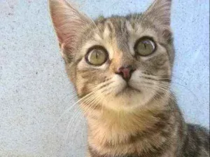 Gato raça  idade 7 a 11 meses nome Sem Nome
