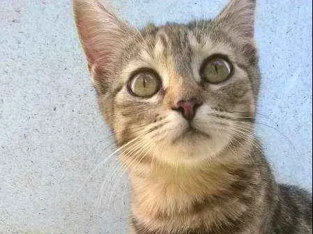 Gato ra a  idade 7 a 11 meses nome Sem Nome