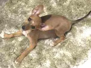Cachorro raça Vira lata idade 2 a 6 meses nome Magali e Minnei 