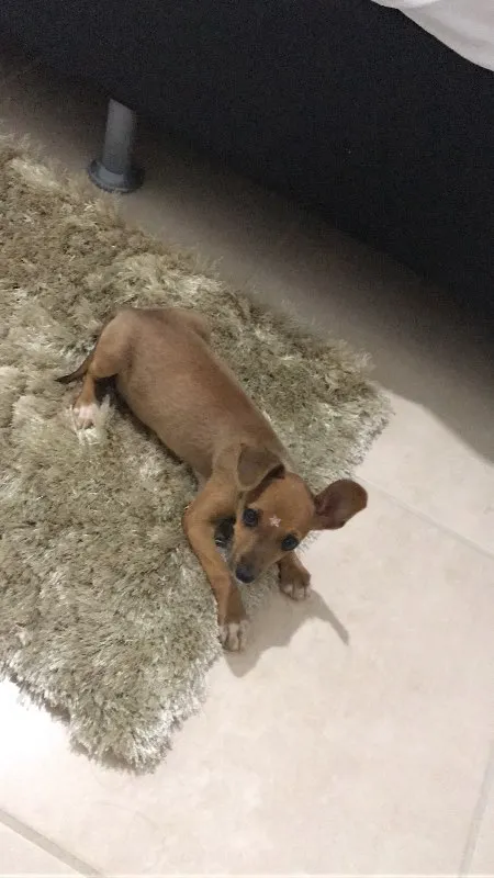 Cachorro ra a Vira lata idade 2 a 6 meses nome Magali e Minnei 