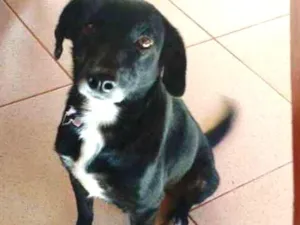 Cachorro raça Vira lata  idade 3 anos nome Valdi