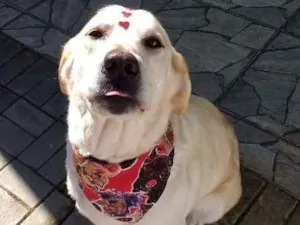 Cachorro raça Labrador idade 6 ou mais anos nome Kiara