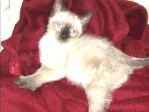 Gato raça  idade 2 a 6 meses nome Sem nome 